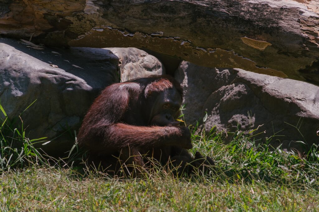 Discover whether orangutans are dangerous or not. Learn about their behavior and temperament to understand the potential risks associated with interacting with these intelligent primates.