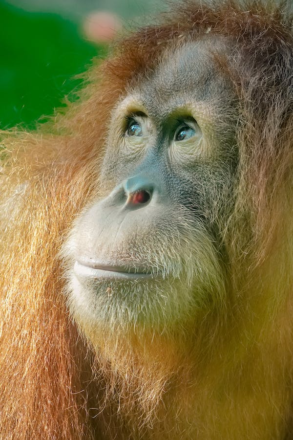 How strong are orangutans?