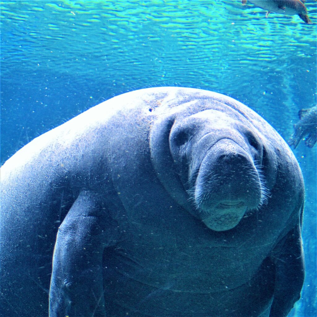 Are manatees dangerous? Find out the truth about the potential dangers associated with these gentle marine mammals.